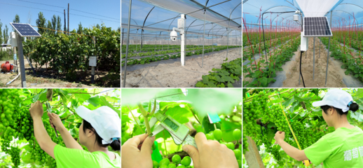 智慧農(nóng)業(yè)領(lǐng)航者_(dá)農(nóng)產(chǎn)品安全追溯_農(nóng)業(yè)物聯(lián)網(wǎng)解決方案提供商_慧云信息