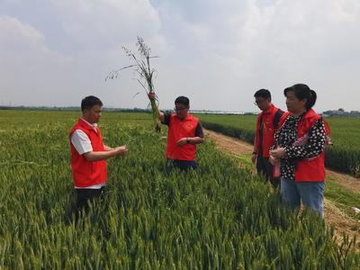 我院邀請(qǐng)河南省植物病理學(xué)會(huì)專家到鎮(zhèn)平參加科技特派員活動(dòng)