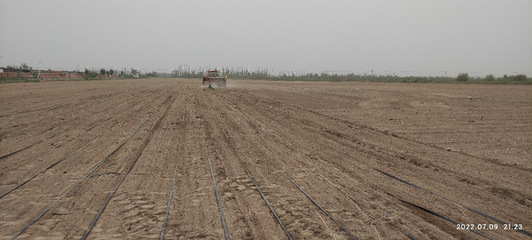 &ldquo;綠洲農業生態與環境&rdquo;團隊赴第三師開展鹽堿地飼料油菜栽培科技服務
