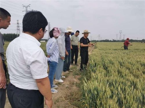 拓廣度 增厚度 挖深度,中國人壽財險助力三夏生產 護航糧食安全