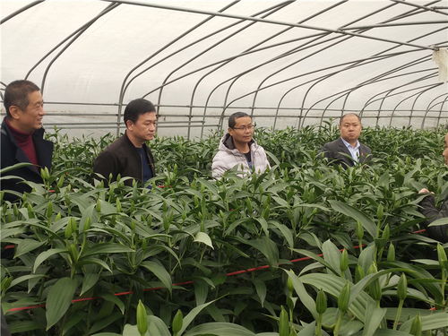 福建實現百合花種球國產化繁育