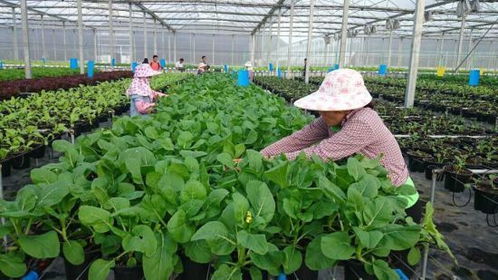 開創農業新形勢的新農人