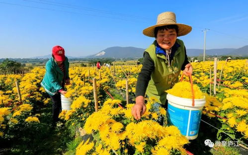 支持 合作 共贏 廬江,一封來(lái)自安徽農(nóng)業(yè)大學(xué)的感謝信