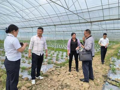 獨山紫林山國家森林公園管理處 組織相關(guān)部門到廣州黔港農(nóng)業(yè)發(fā)展基長辣椒產(chǎn)業(yè)種植基地開展服務(wù)工作