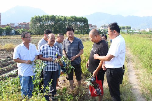 莆田市農(nóng)科所科技人員赴仙游縣楊氏農(nóng)業(yè)綜合開發(fā)開展科技服務(wù)
