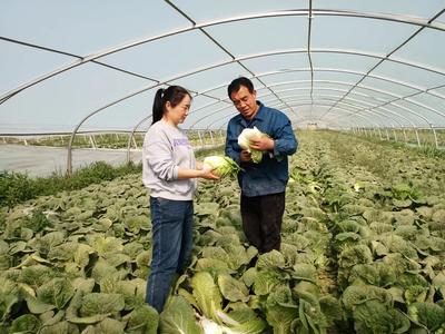 甘州區(qū)科技特派員開展娃娃菜生產(chǎn)科技服務