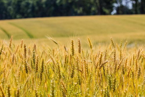 農業農村部冬小麥 科技壯苗 專家技術服務活動全面啟動