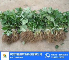 紅顏草莓苗哪家好？柏源農(nóng)業(yè)科技公司的專業(yè)服務(wù)解析