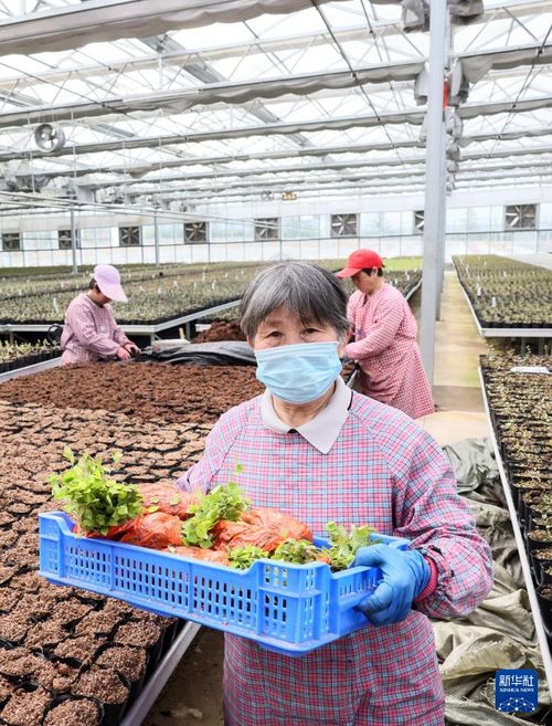 小藍莓點亮鄉(xiāng)村振興路——山東日照農(nóng)業(yè)科技服務(wù)助力致富果產(chǎn)業(yè)發(fā)展